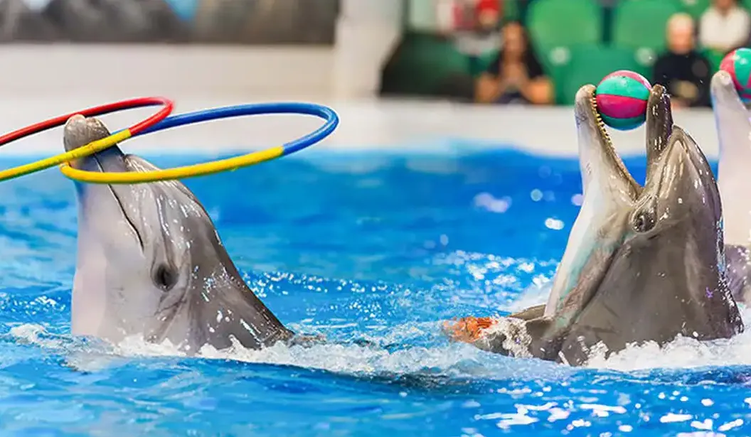 Easy Booking Tourism - Dubai Dolphinarium